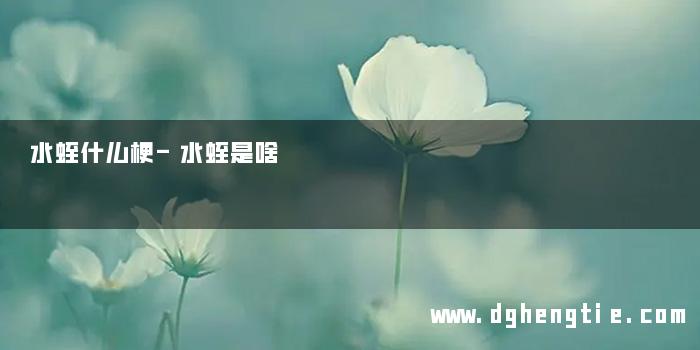 水蛭什么梗-水蛭是啥