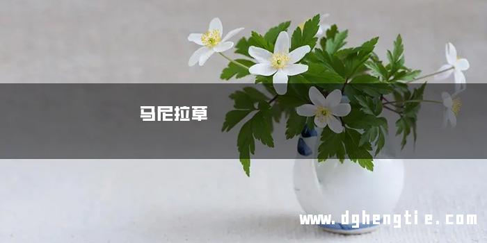马尼拉草